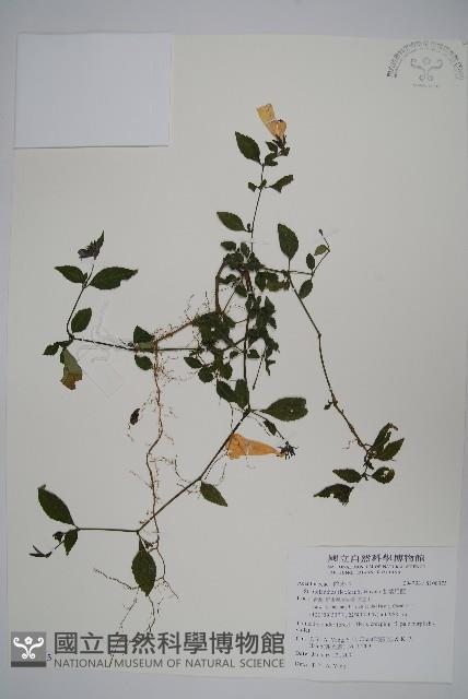 腺萼馬藍藏品圖，第1張