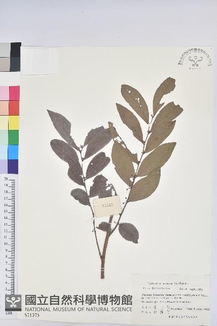 紅毛饅頭果藏品圖，第1張