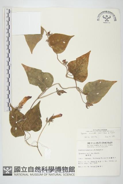 銳葉牽牛藏品圖，第1張