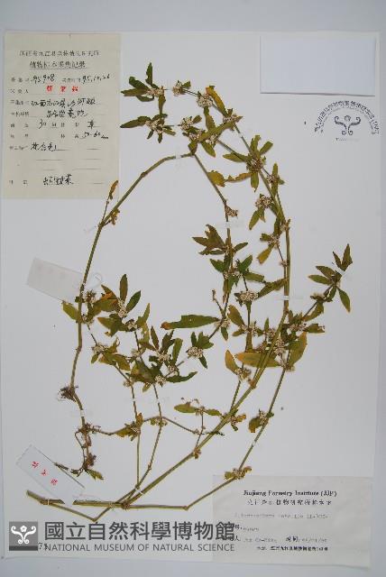 蓮子草藏品圖，第1張