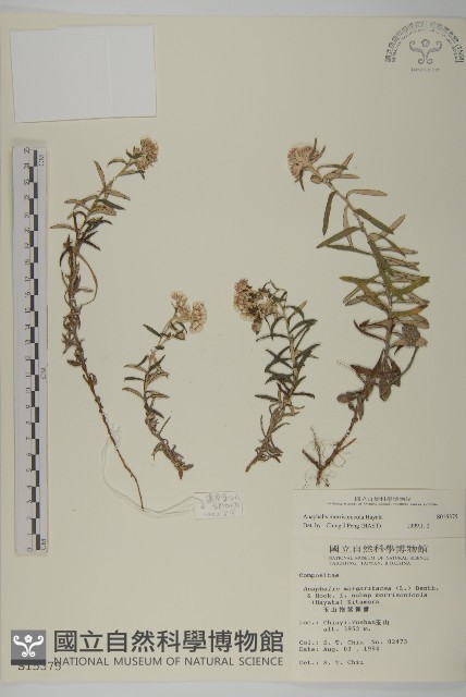 玉山抱莖籟簫藏品圖，第1張