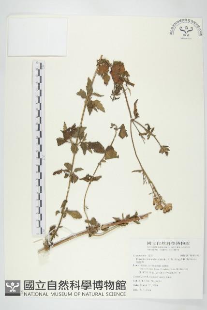 貓腥草藏品圖，第1張