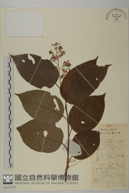昆明山海棠藏品圖，第1張