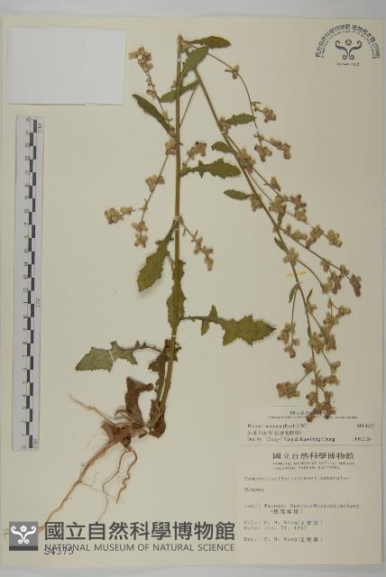 裂葉艾納香藏品圖，第1張