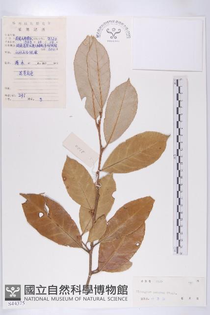 胡頹子藏品圖，第1張