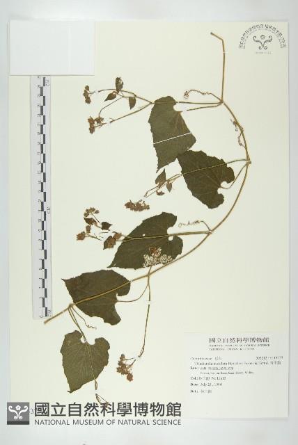 青牛膽藏品圖，第1張