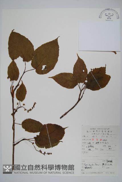 青榨槭藏品圖，第1張