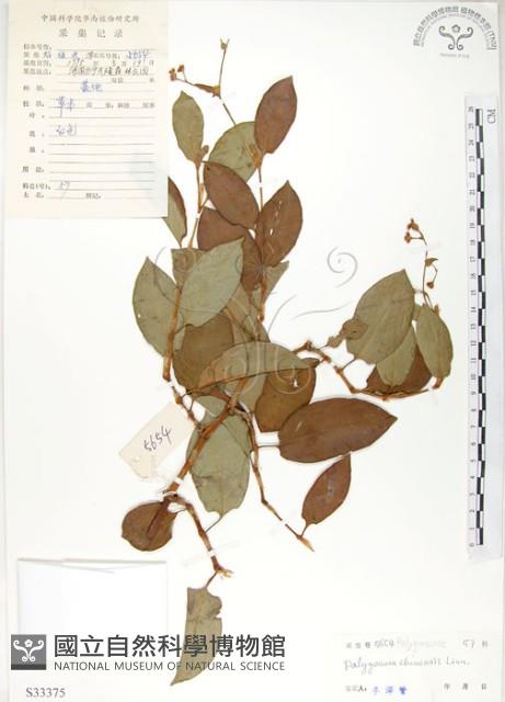 登錄號:S033375藏品圖，第1張