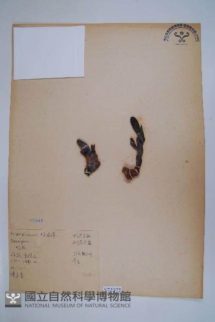 穗花蛇菰藏品圖，第1張