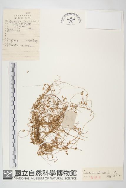 中國菟絲子藏品圖，第1張