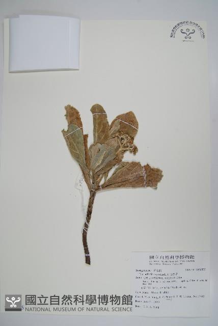 白水木藏品圖，第1張