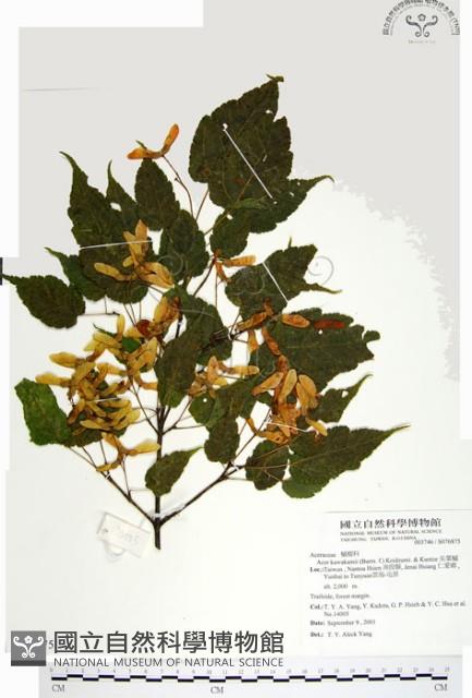 尖葉槭藏品圖，第1張