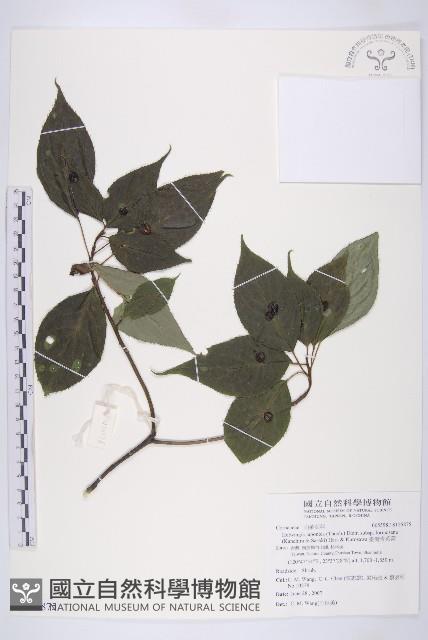 臺灣青莢葉藏品圖，第1張