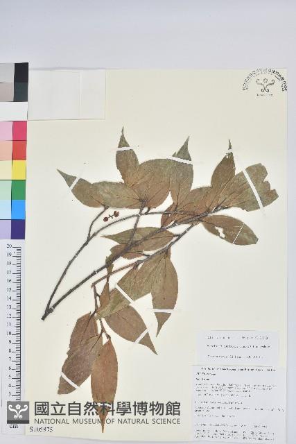 雲南越橘藏品圖，第1張