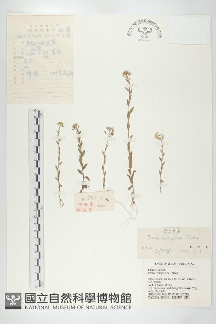 蒙古葶藶藏品圖，第1張