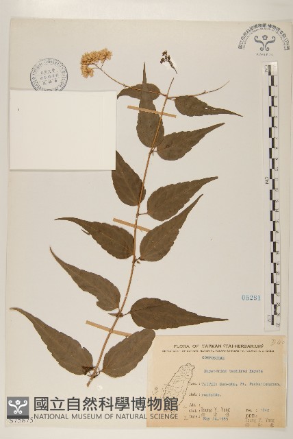 田代氏澤蘭藏品圖，第1張