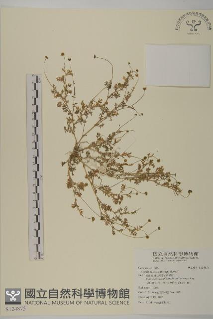 南方山芫荽藏品圖，第1張