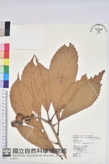 Kawakami Tanoak Collection Image