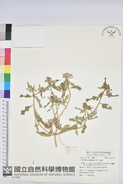 猩猩草藏品圖，第1張