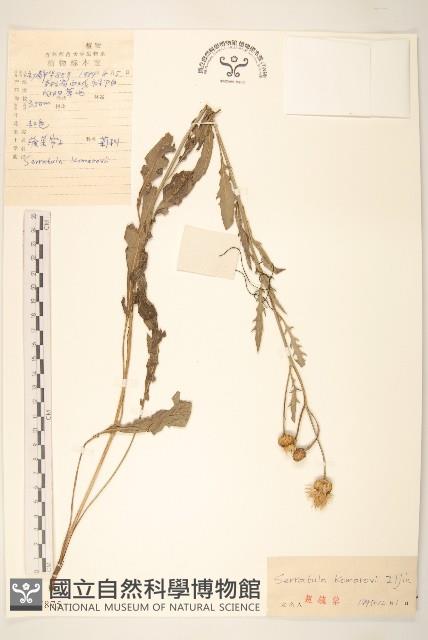 波菜帘子藏品圖，第1張