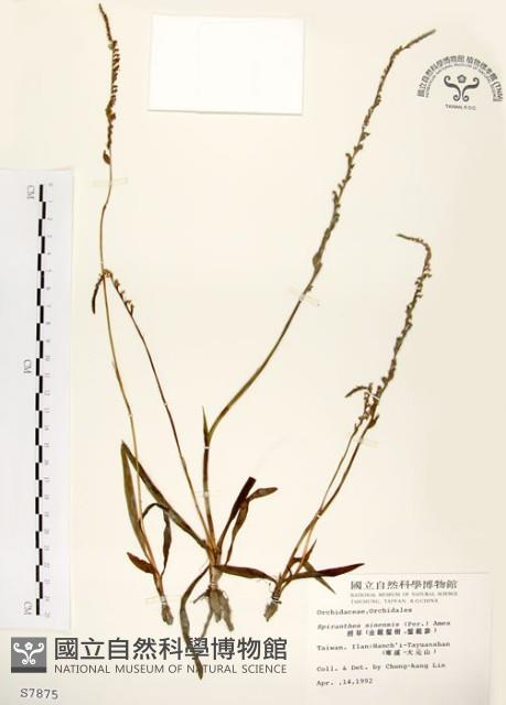 綬草藏品圖，第1張