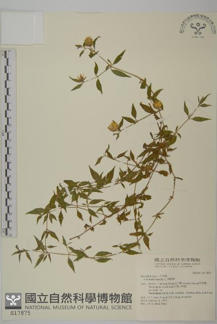 狗筋蔓藏品圖，第1張