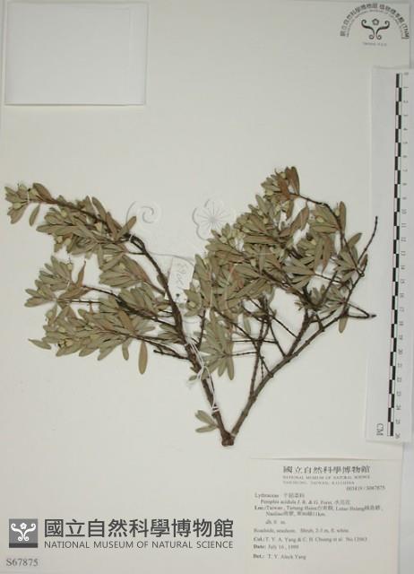 水芫花藏品圖，第1張