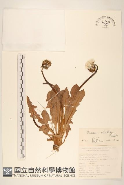 大頭蒲公英藏品圖，第1張