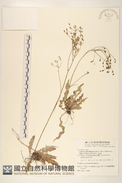 Sward Wound weed Collection Image, Figure 1, Total 2 Figures