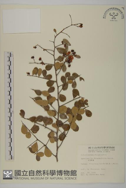 刺裸實、變葉裸實藏品圖，第1張