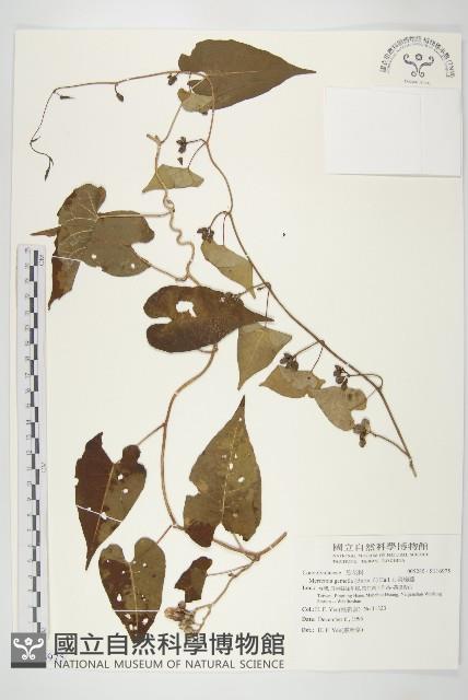 菜欒藤藏品圖，第1張