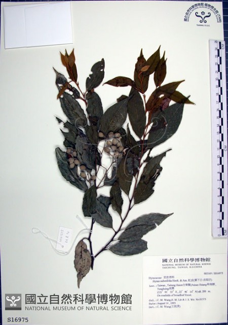 紅皮、葉下白、赤仔尾藏品圖，第1張