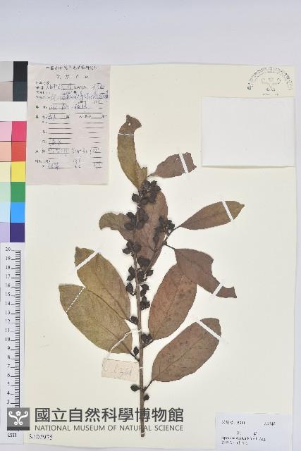 銀柴藏品圖，第1張