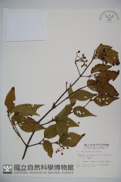 紅子莢迷藏品圖，第1張