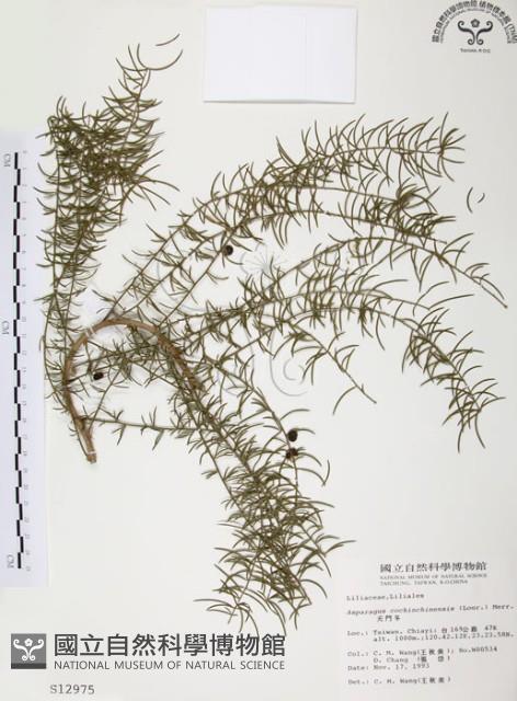 天門冬藏品圖，第1張