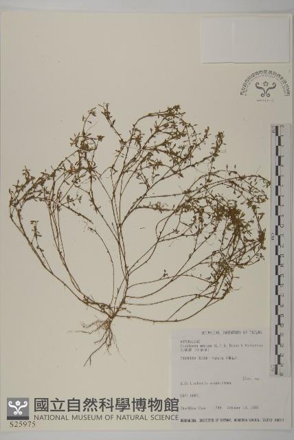 石胡荽、吐金草藏品圖，第1張