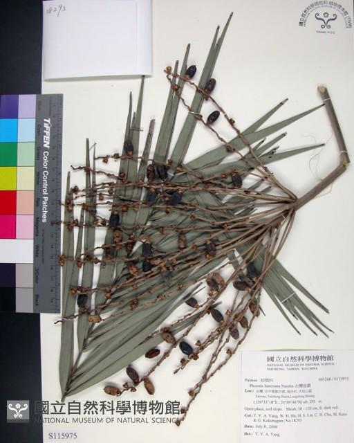 台灣海棗藏品圖，第1張