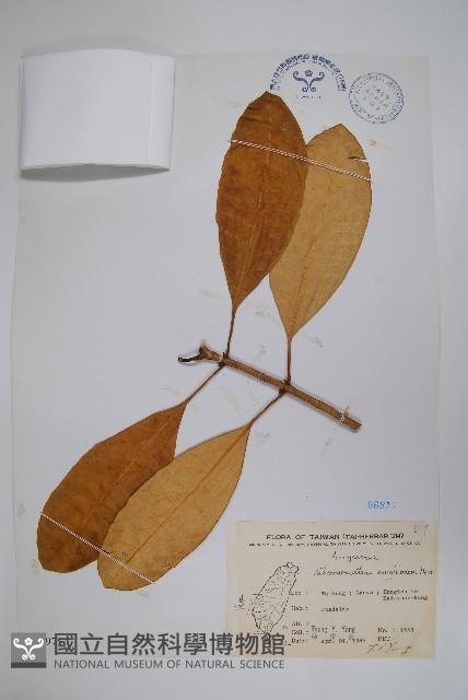 蘭嶼馬蹄花藏品圖，第1張