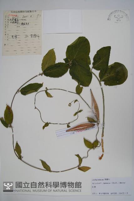 蘿藦藏品圖，第1張