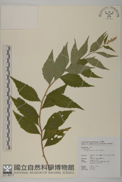 珍珠蒿、奇蒿藏品圖，第1張