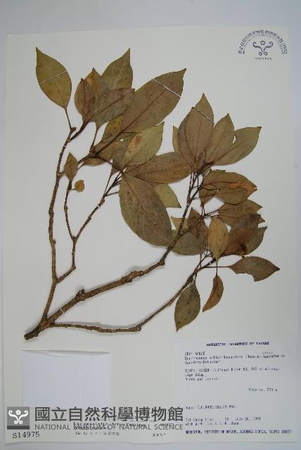 臺灣樹參藏品圖，第1張