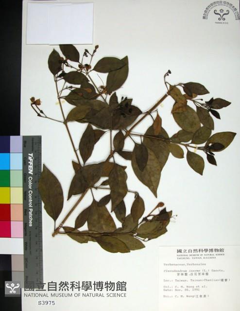 苦林盤藏品圖，第1張