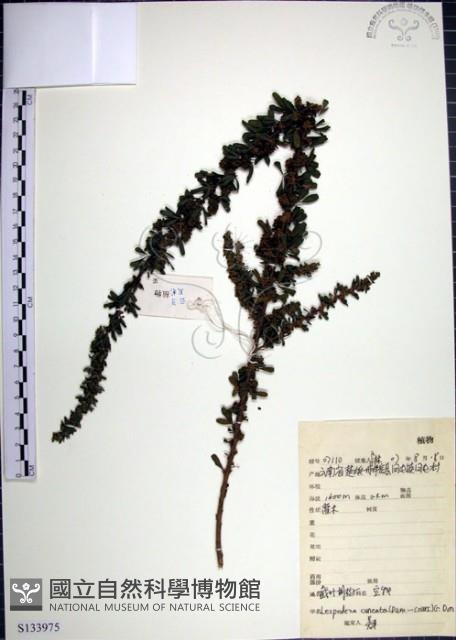 鐵掃帚、千里光藏品圖，第1張