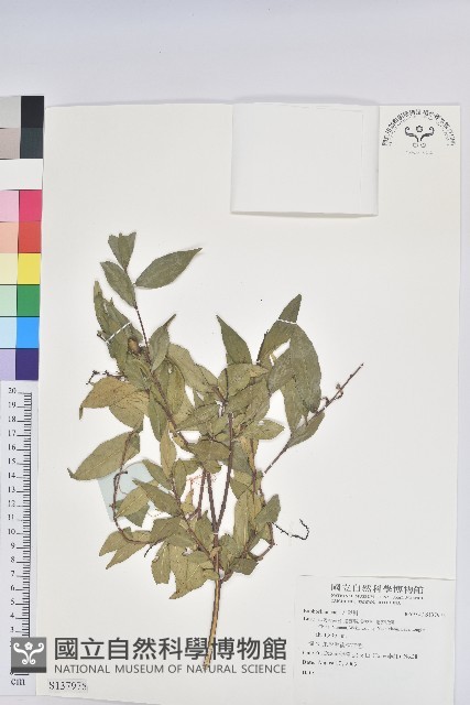 登錄號:S137975藏品圖，第1張