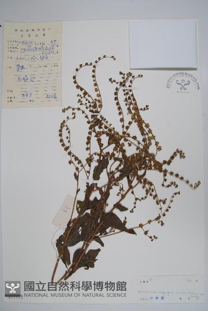 琉璃草藏品圖，第1張