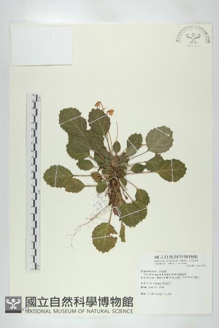 裂緣花藏品圖，第1張