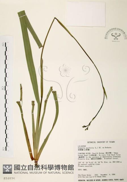 桔梗蘭藏品圖，第1張