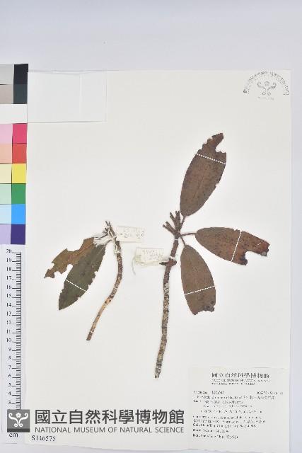 森氏杜鵑、森氏滿江紅藏品圖，第1張