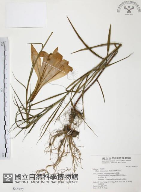 臺灣百合藏品圖，第1張