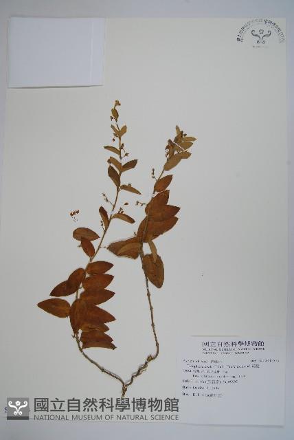 鷗蔓藏品圖，第1張